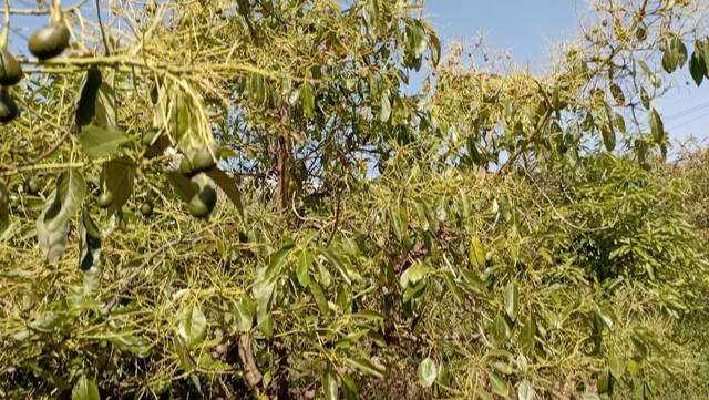 Terreno en Venta en Lagos
