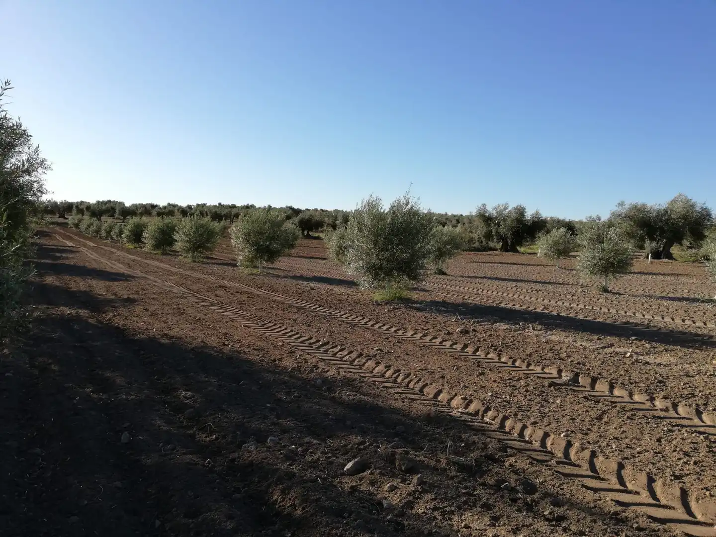 Rural land for sale in Almonacid de Toledo