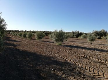 Terreny rústic en venda a Almonacid de Toledo
