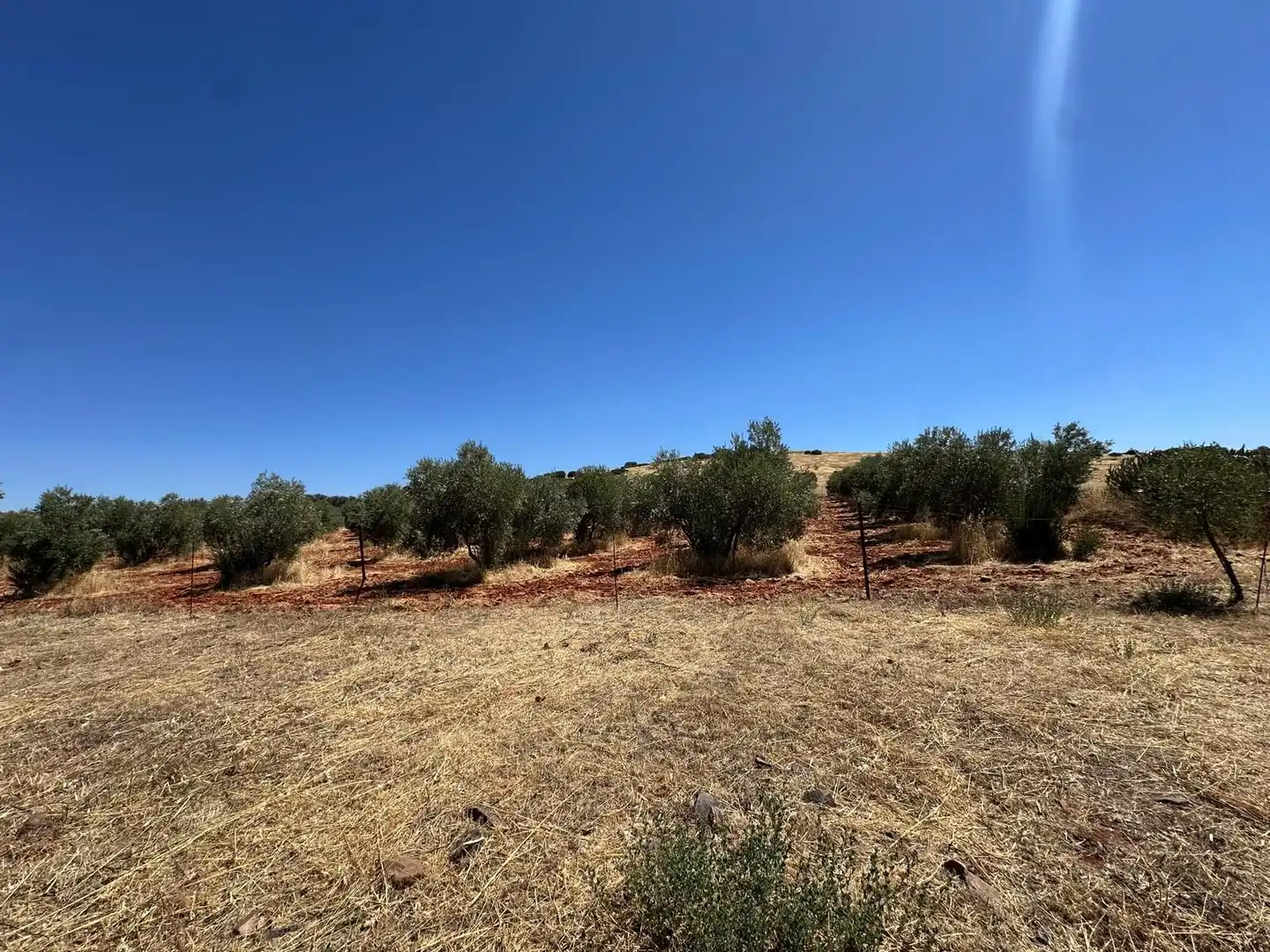 Rural land for sale in Carretera Valdepeñas-Ciudad Real, imagen 39