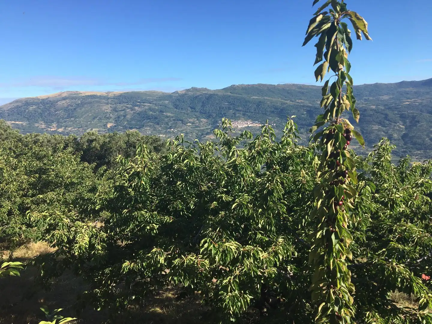 Terreni e lotti in vendita a Casas del Castañar, imagen 7