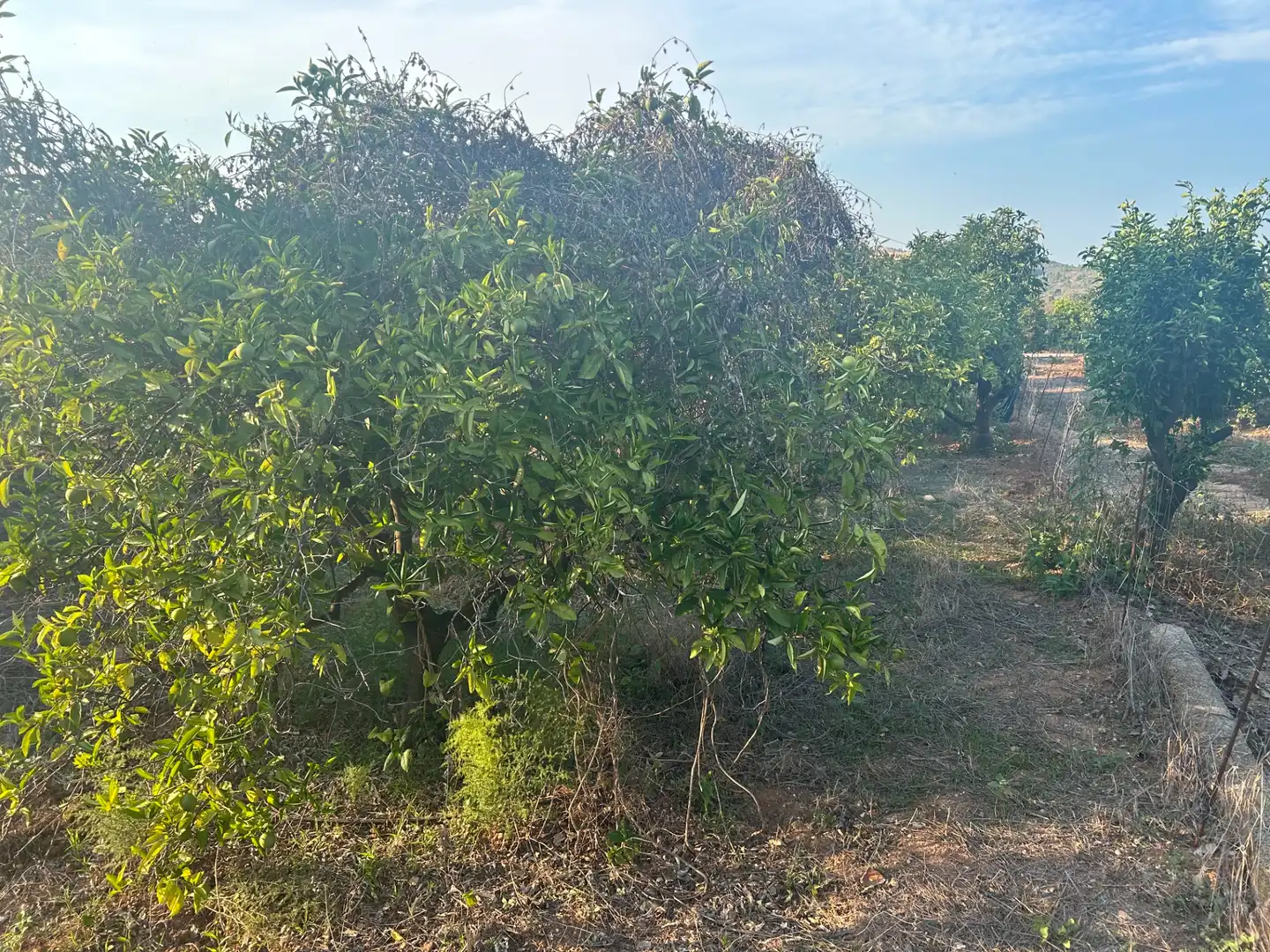 Terreny rústic en venda a Palma de Gandia, imagen 6