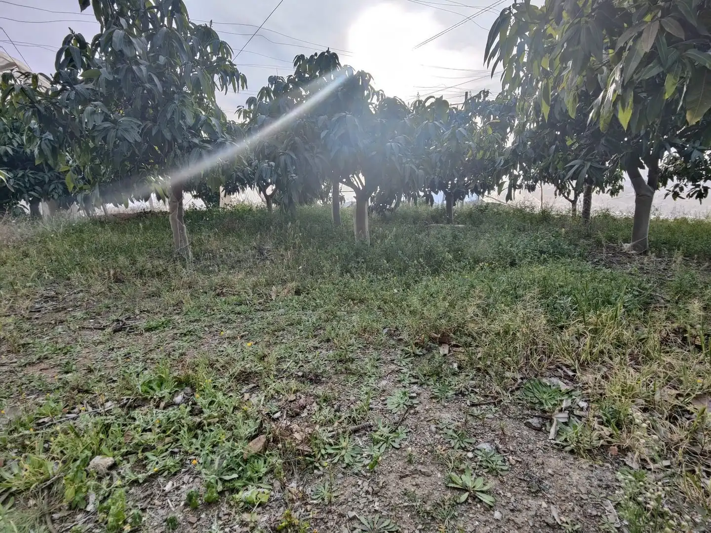 Rural land for sale in Itrabo, imagen 9