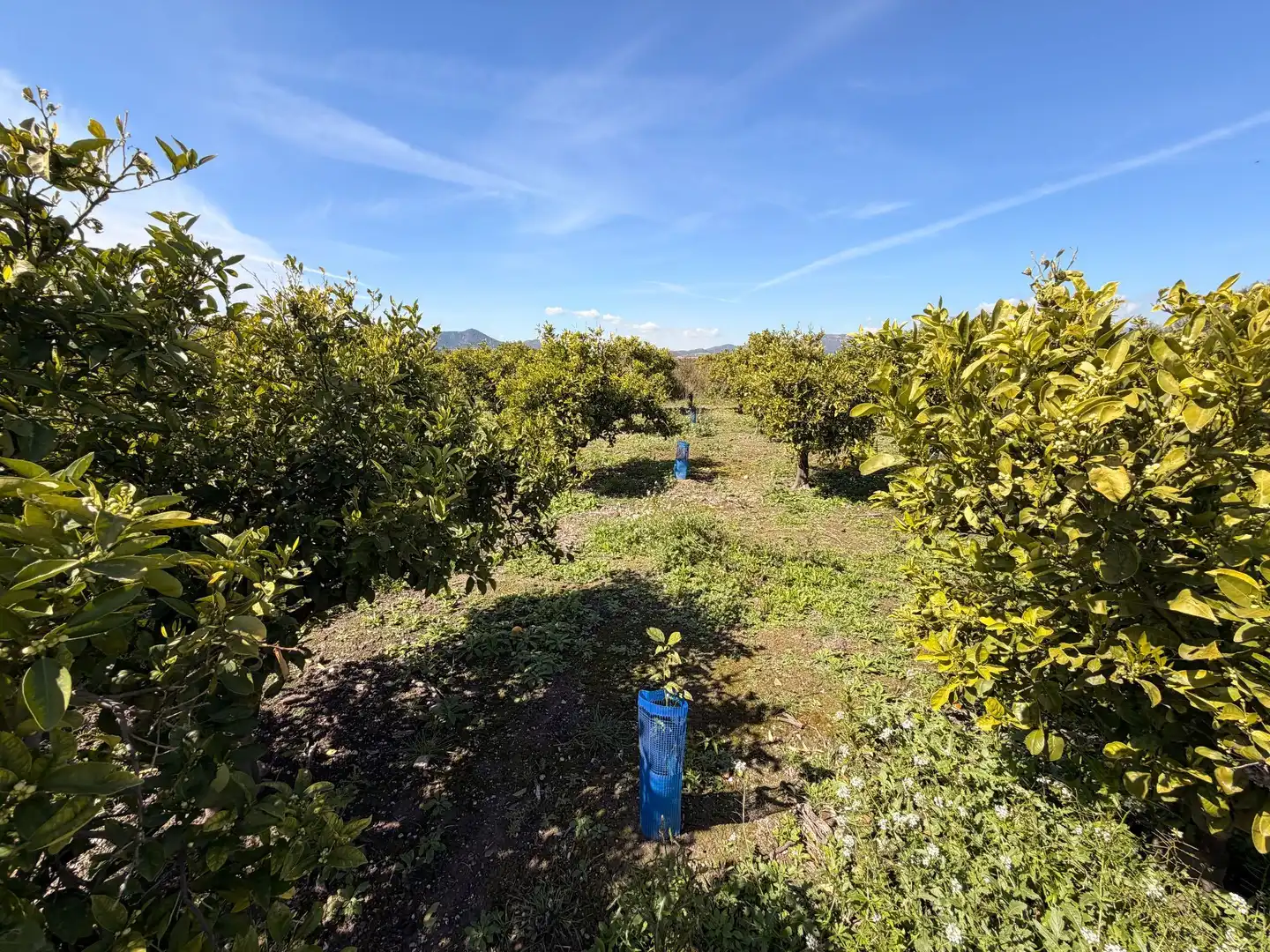 Rural land for sale in Almenara, imagen 5