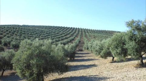 Finca de olivar con una superficie de 9,65 hectáreas 26 aranzadas. Cuenta con 1.465 olivos 840 olivos centenarios, 360 olivos de 2