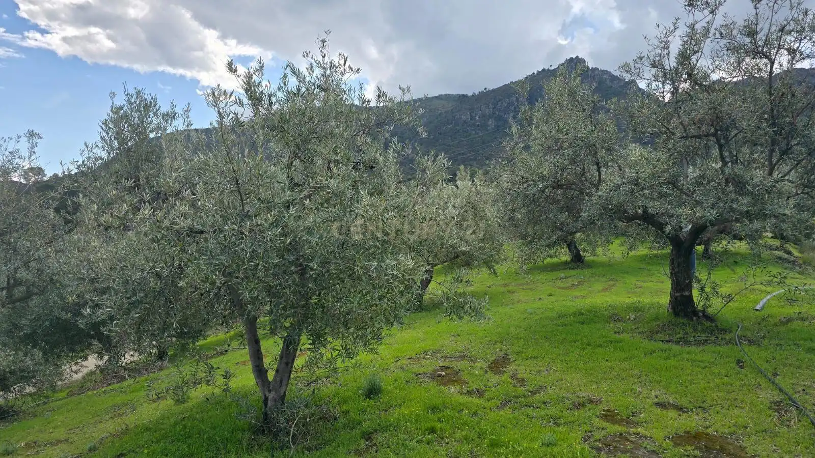 Terreno rustico in vendita a Polígono 11 Parcela 96 EL CERRILLAR. LOS GUAJARES (GRANADA), imagen 15