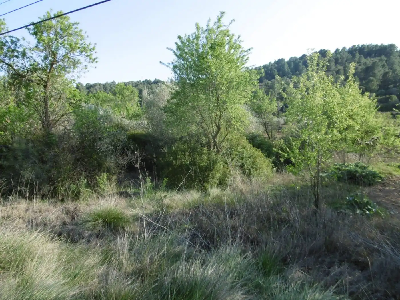 Terreny rústic en venda a Vall d'Alba, imagen 22