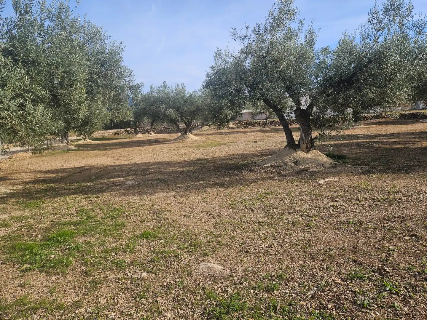 Rural land for sale in Aldover, imagen 31