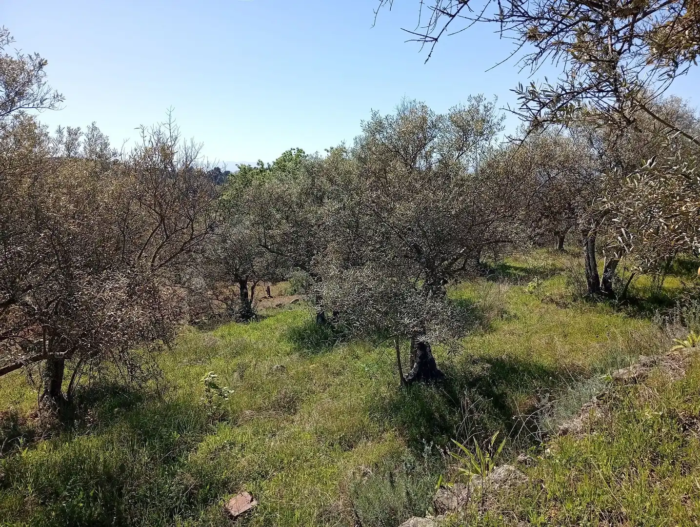 Terreni e lotti in vendita a Valverde de la Vera, imagen 56