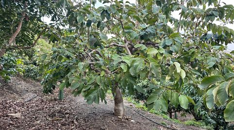 Foto 3 de Terreno en venta en Minasierra Alta, 1, Motril ciudad, Motril