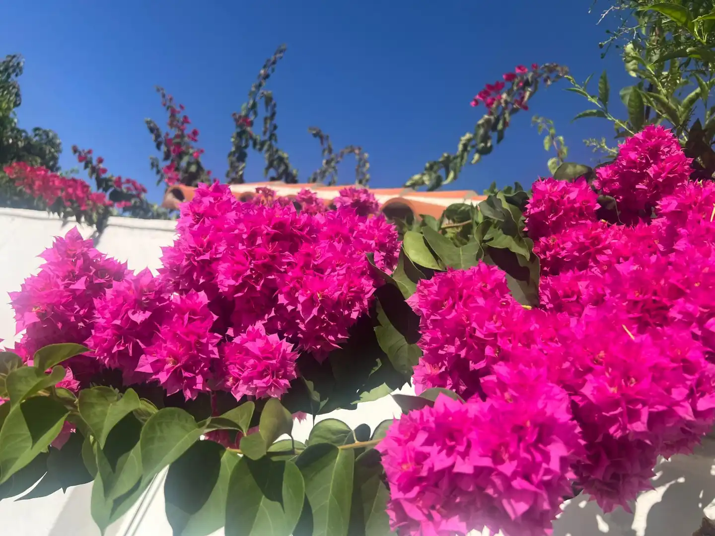 Garden of Detached homes for sale in Algeciras