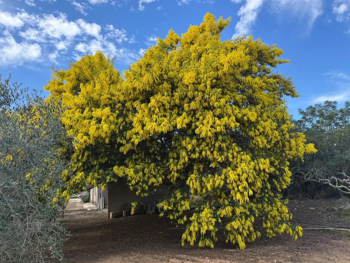 Jardí de Finca rústica en venda en Vinyols i els Arcs amb Moblat