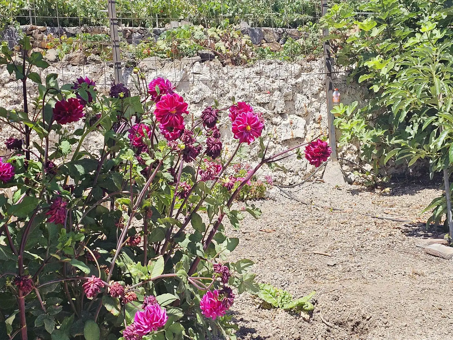 Jardí de Finca rústica en venda en Granadilla de Abona