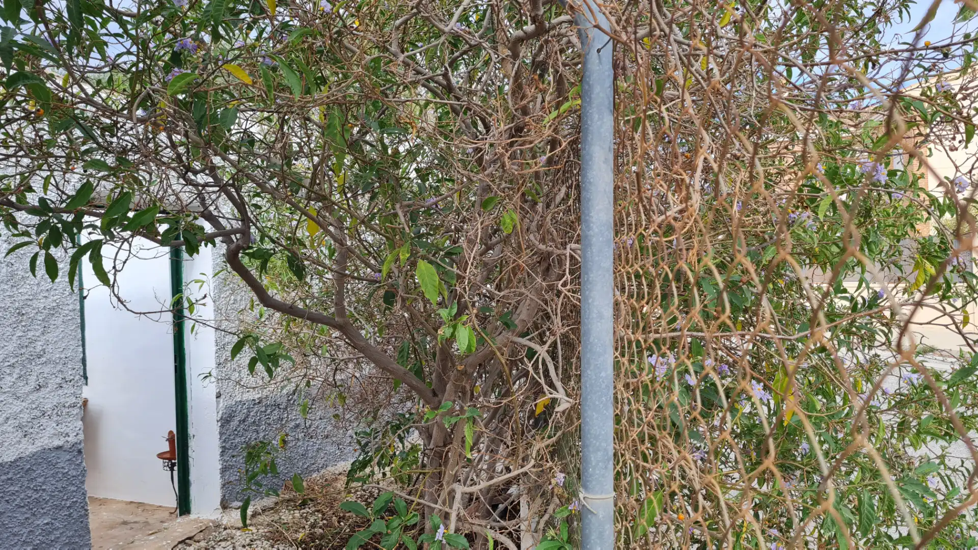 Vista exterior de Casa o xalet en venda en Elche / Elx amb Jardí privat, Traster i Moblat