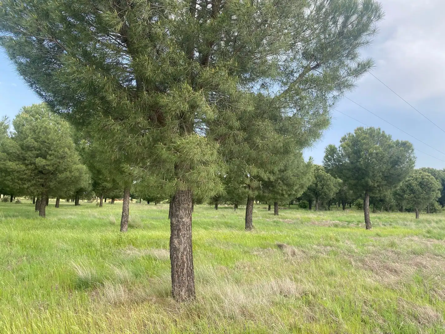 Land for sale in Oropesa