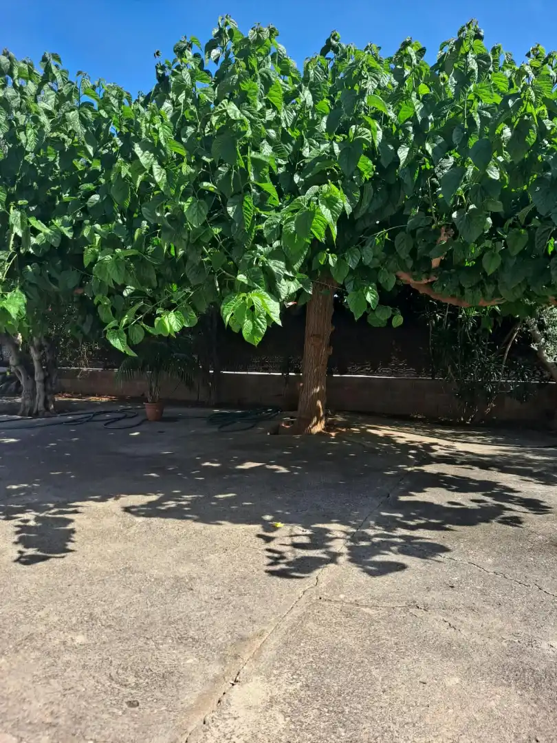 Casa rústica amb jardí en venda a El Grao, imagen 20