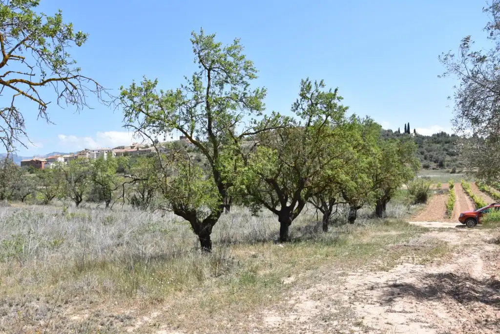 Terreni e lotti in vendita a Lledó, imagen 5