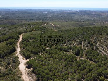 Rural land for sale in Cervera del Maestre