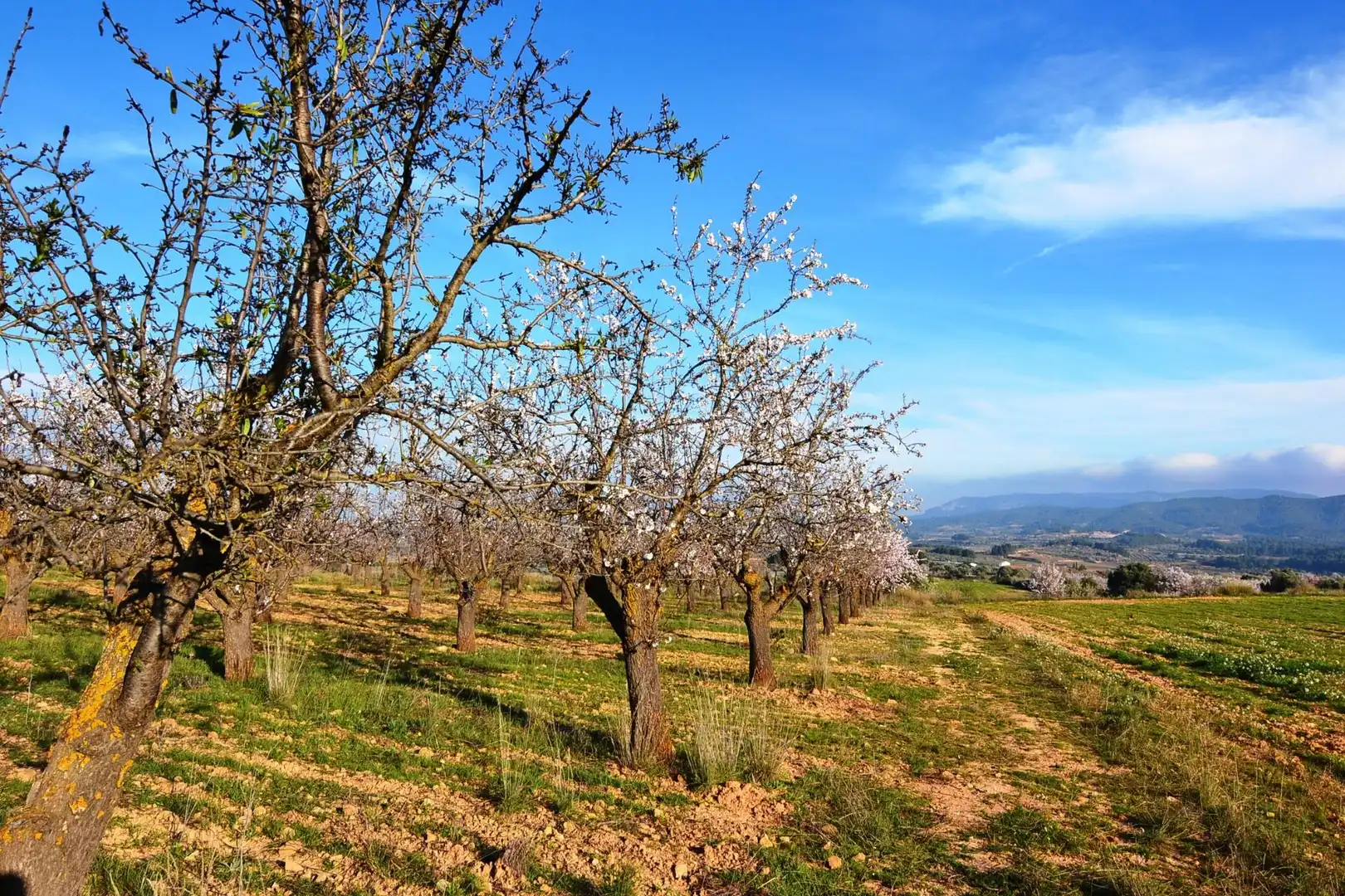 Rural land for sale in Gandesa, imagen 52