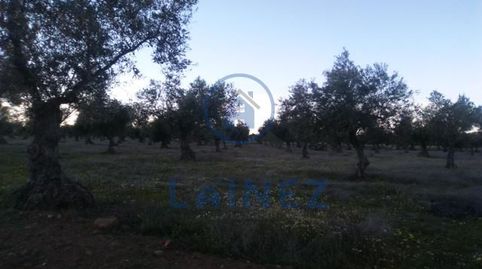 Olivar de 6 hectáreas en el municipio de Valsequillo provincia de Córdoba, 2 hectáreas de labor, resto de olivar  a pie de camino,, Bild 3