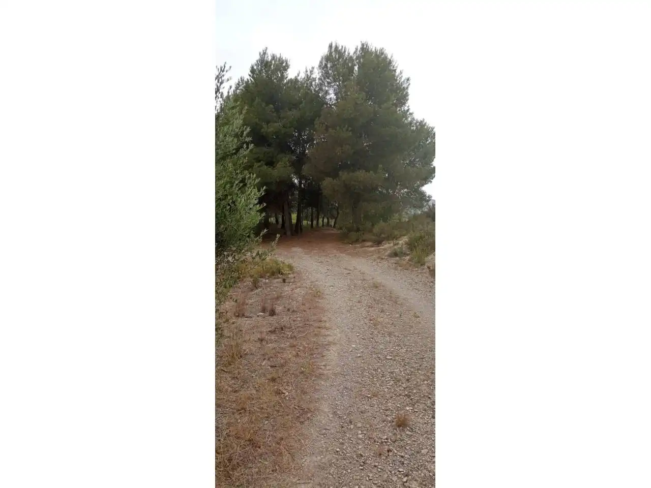 Terreny rústic en venda a Calle PARTIDA LA BASSETA DEL BISSELL