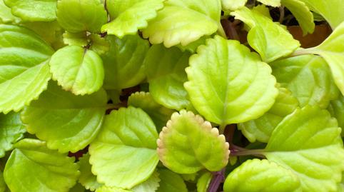 Foto 3 de Planta baja en venta en Centre, Pineda de Mar