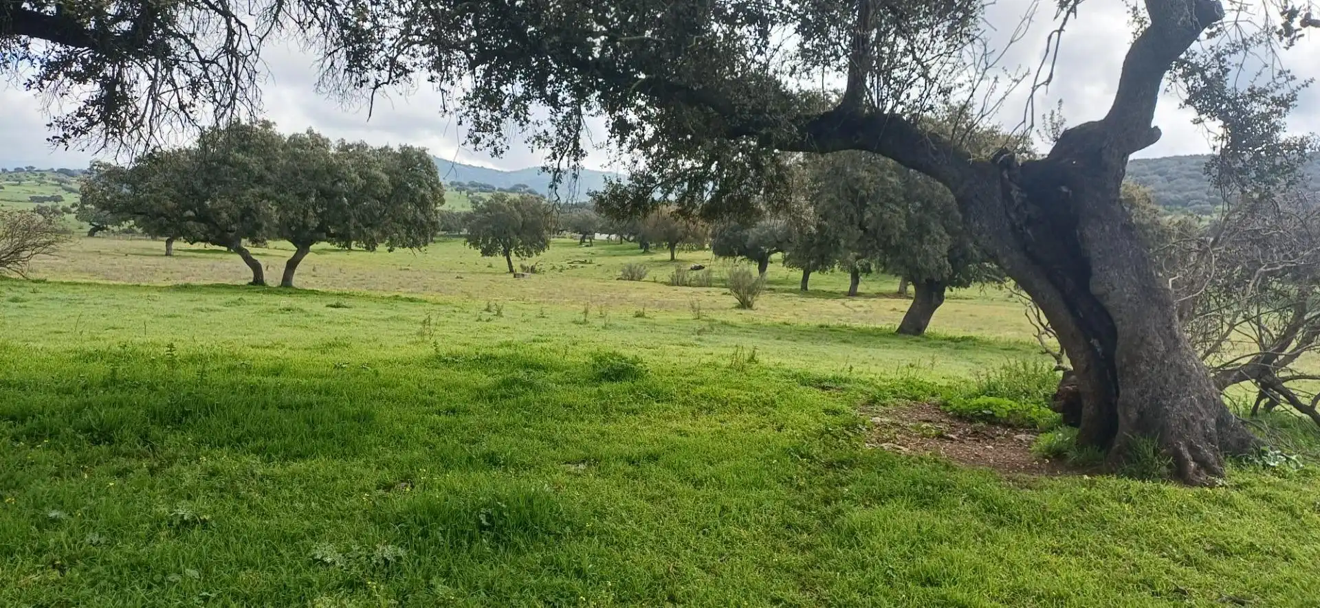 Finca rústica en venta en Jerez de los Caballeros