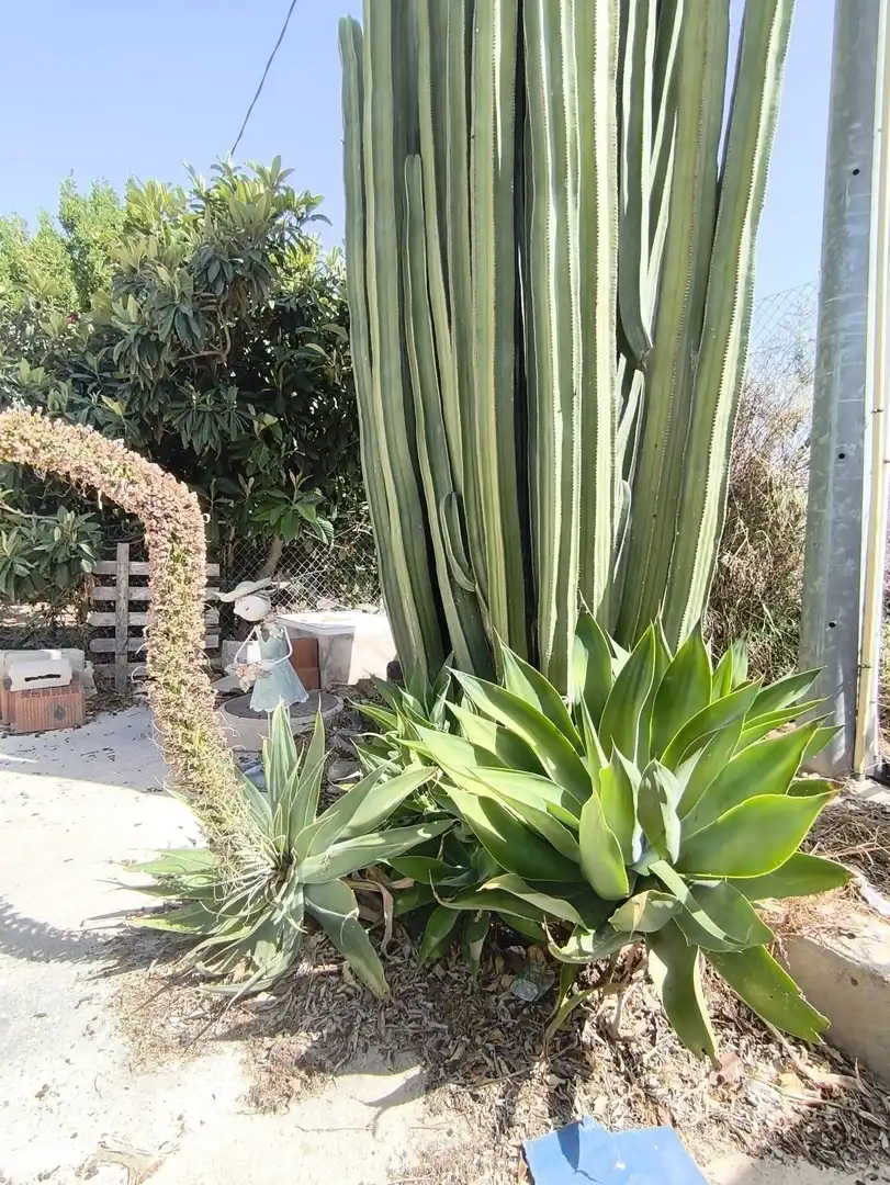 Garten von Haus oder Chalet zum Verkauf in Lorquí mit Klimaanlage, Heizung und Privatgarten