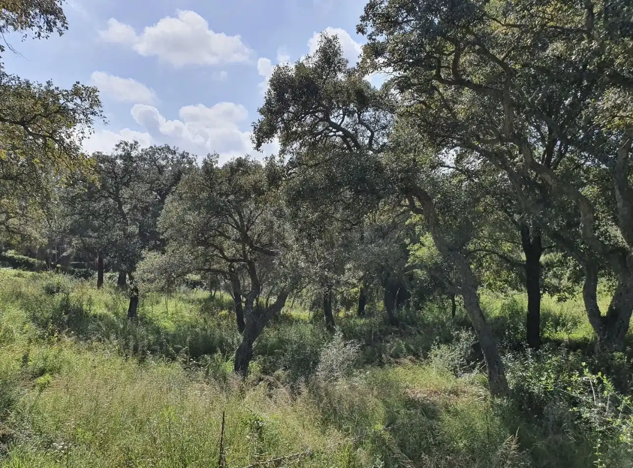 Terrenys i solars en venda a Sotogrande Alto, imagen 4