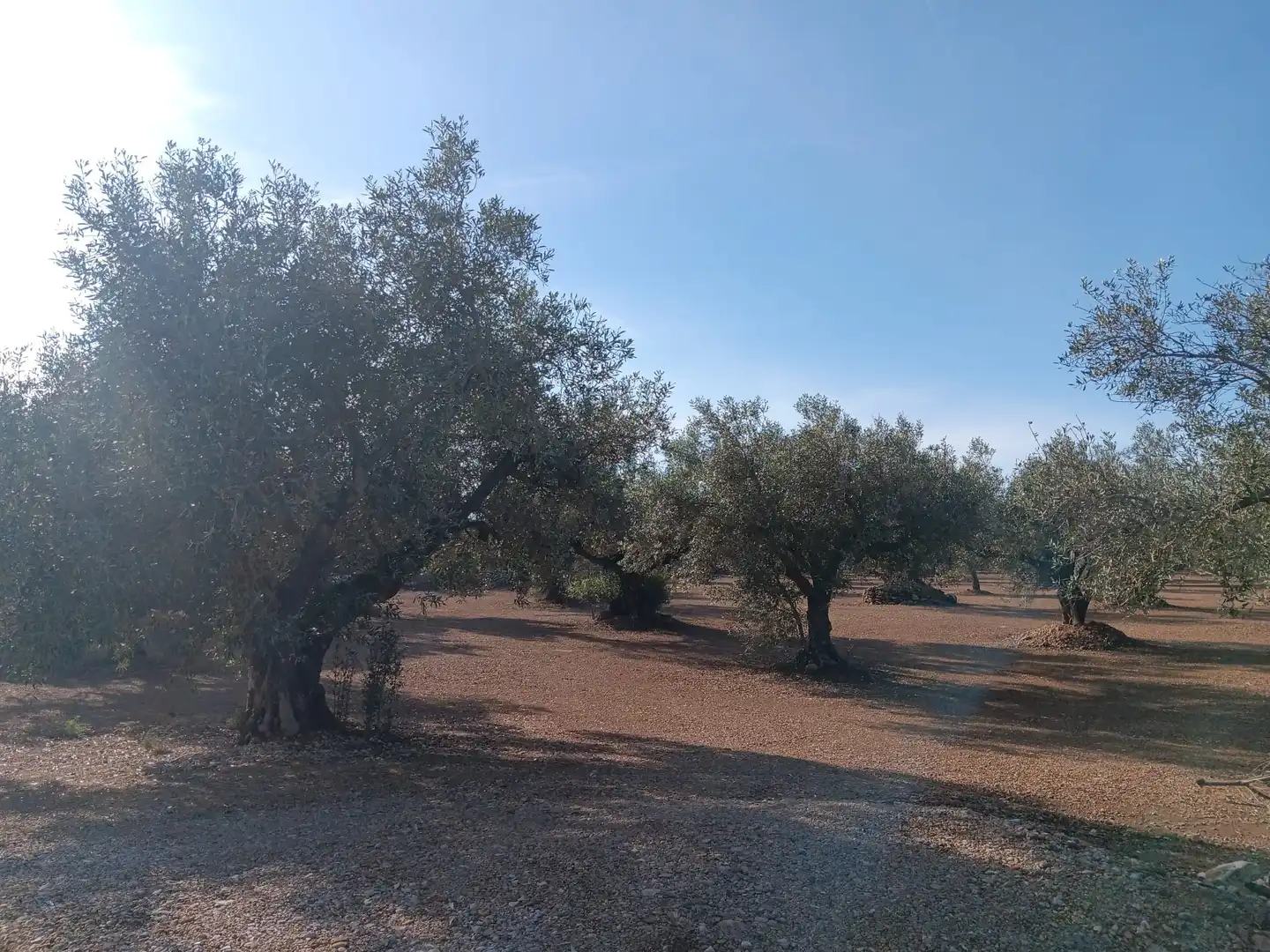 Lands and plots for sale in Roquetes, imagen 6