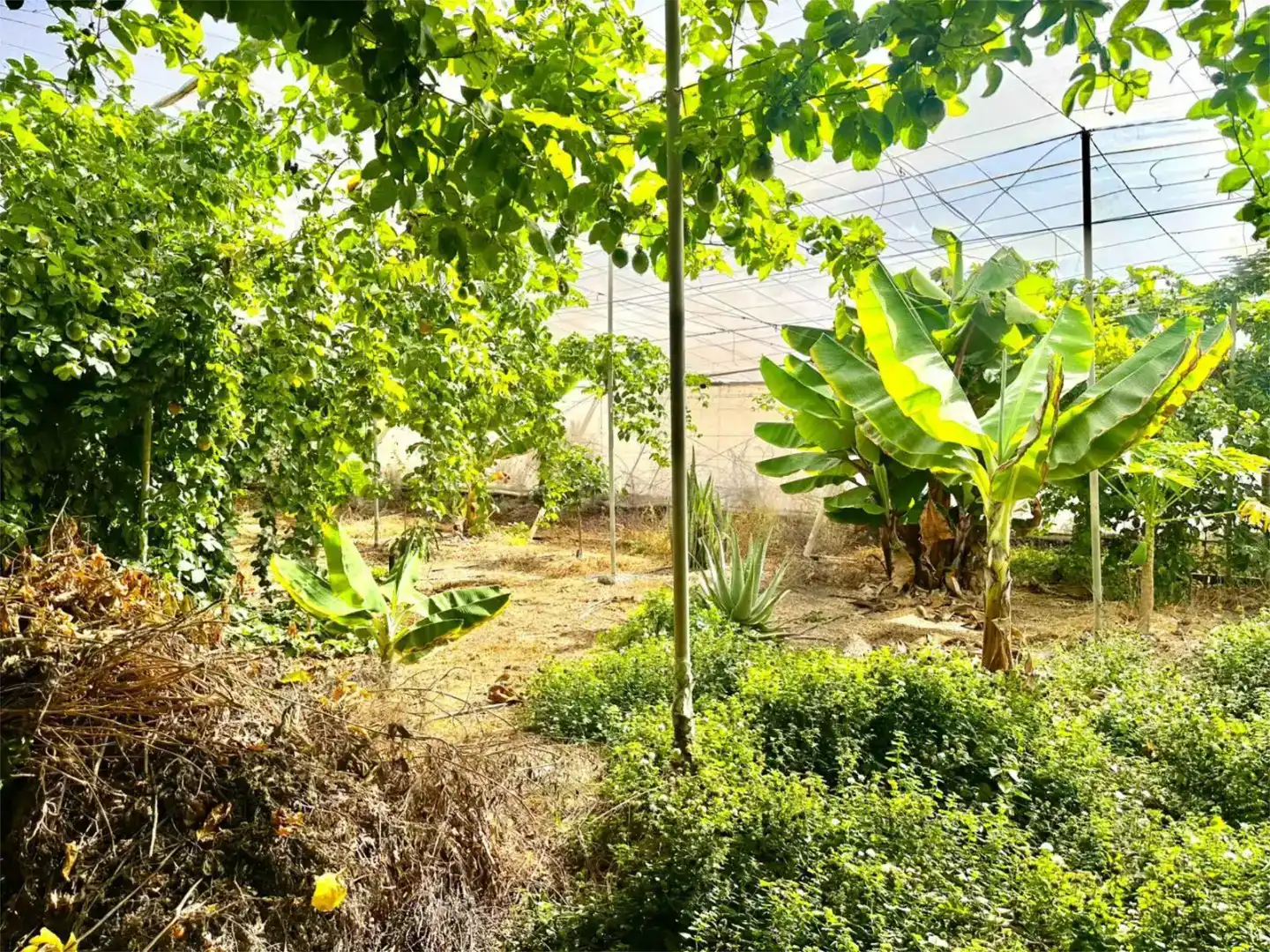 Finca rústica en venda en Guía de Isora