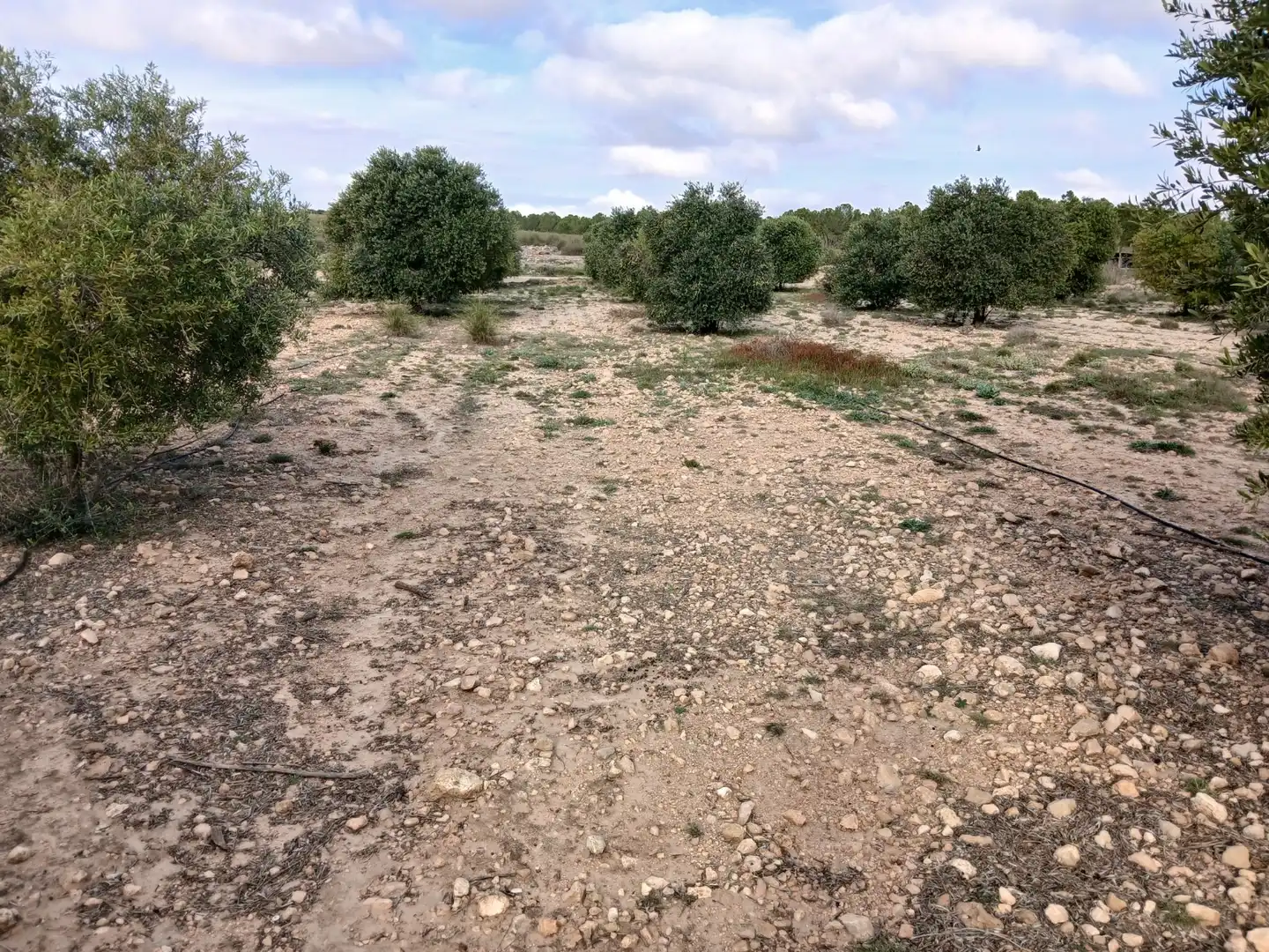 Residential land for sale in Yecla, imagen 5