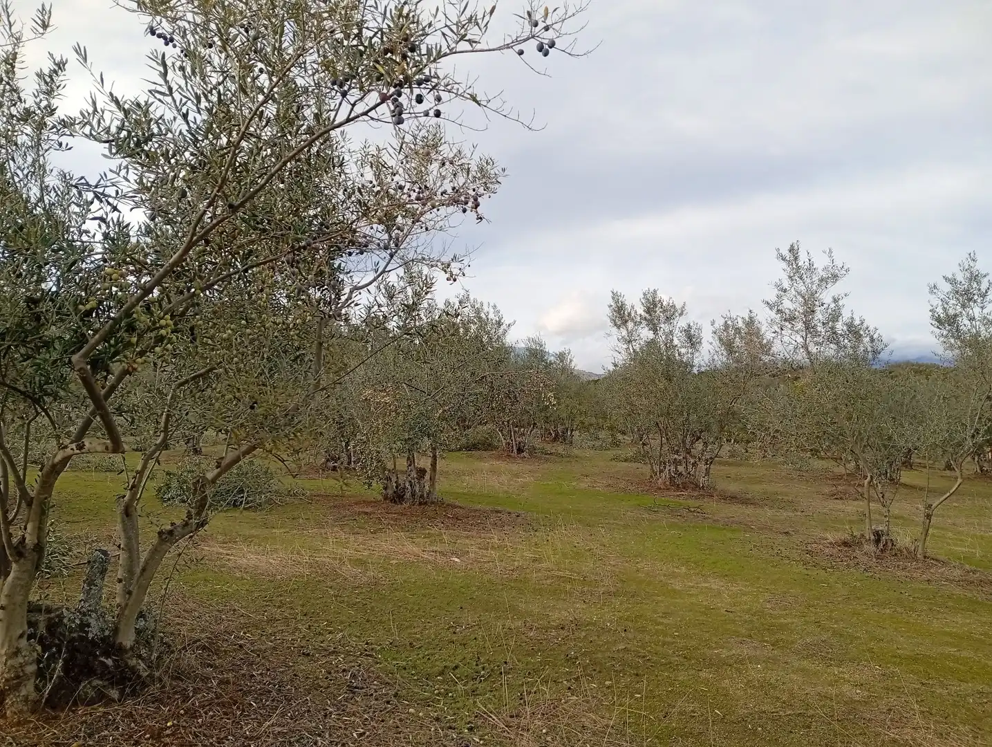 Terreni e lotti in vendita a Villanueva de la Vera, imagen 21