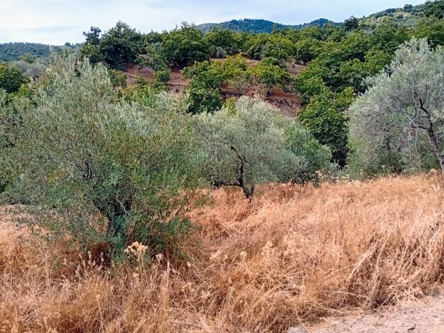 Terreno en Venta en Yunquera