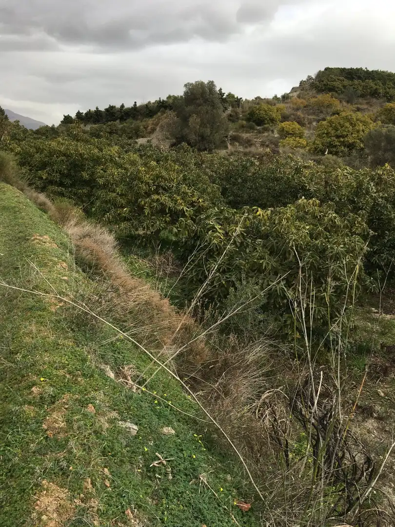Terrenys i solars en venda a Molvízar