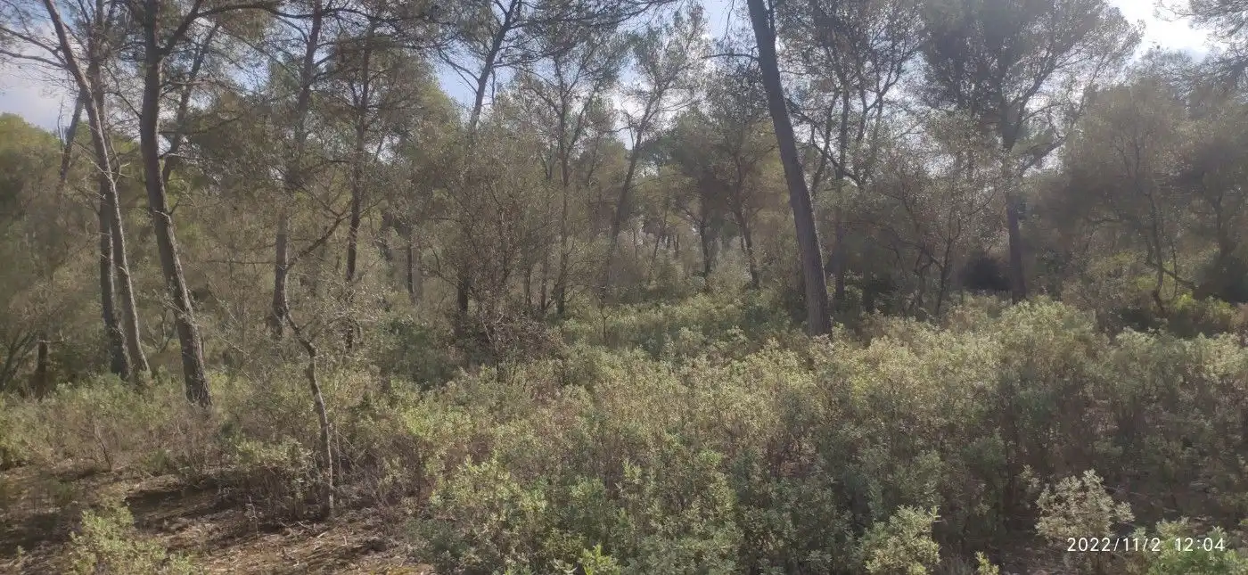 Terrain résidentiel à vendre à Algaida