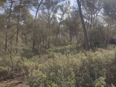 Terreno residencial en venta en Algaida