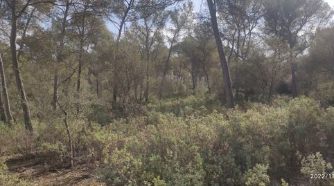 Finca de pinar no edificable