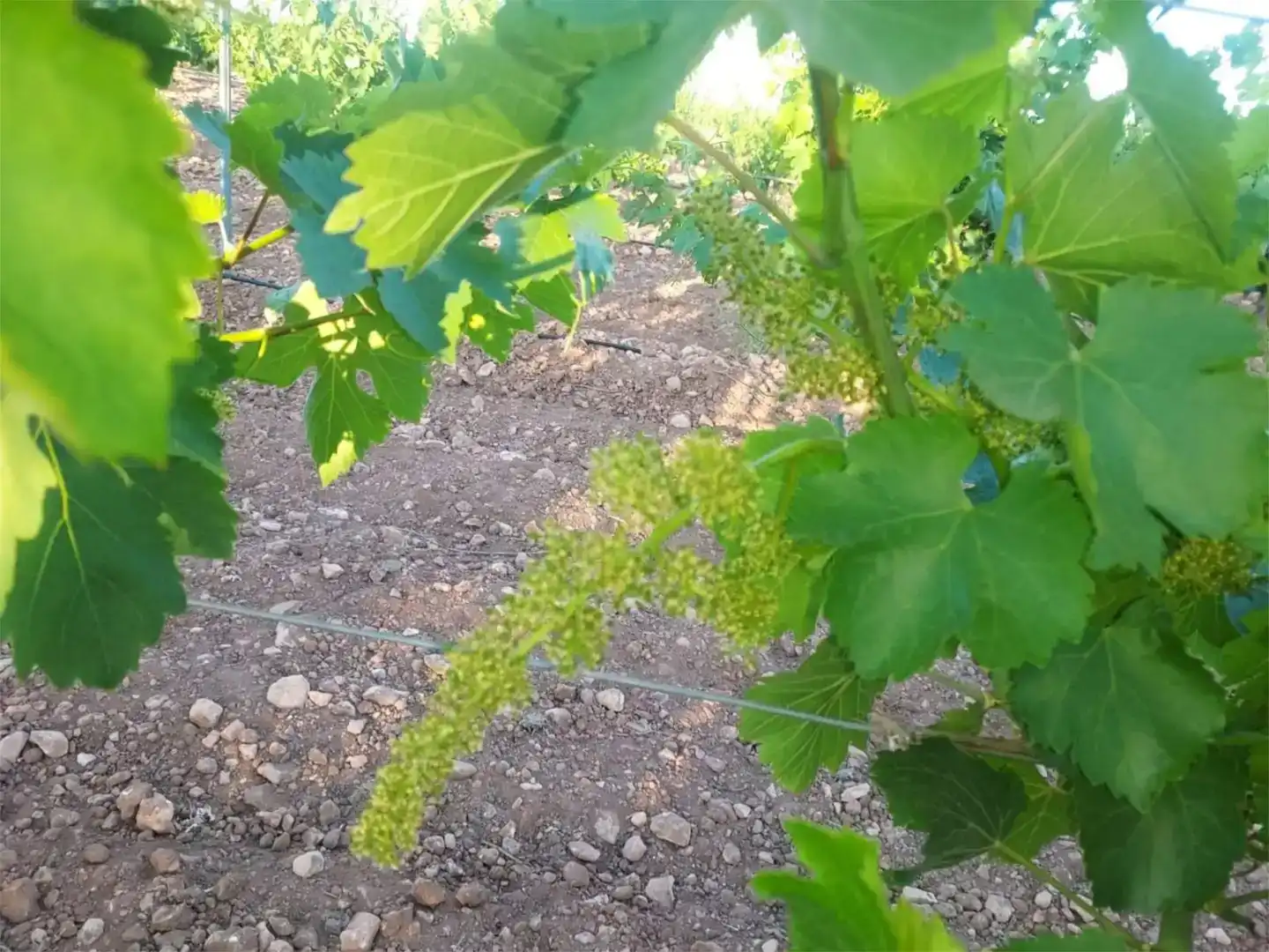 Jardí de Finca rústica en venda en Manzanares