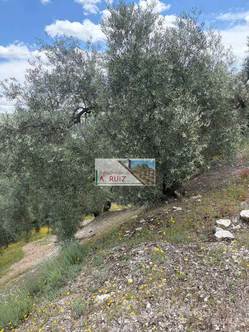 Rural land for sale in Iznájar, imagen 12