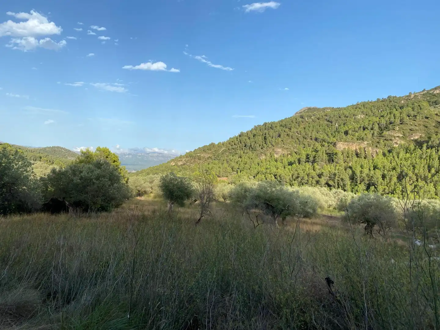 Terrain rustique à vendre à Alfara de Carles, imagen 5