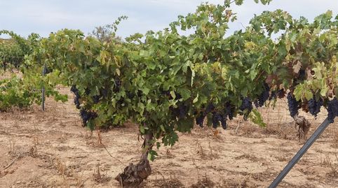 Foto 4 de Residencial en venta en La Alcantarilla, Fuente de Pedro Naharro, Cuenca