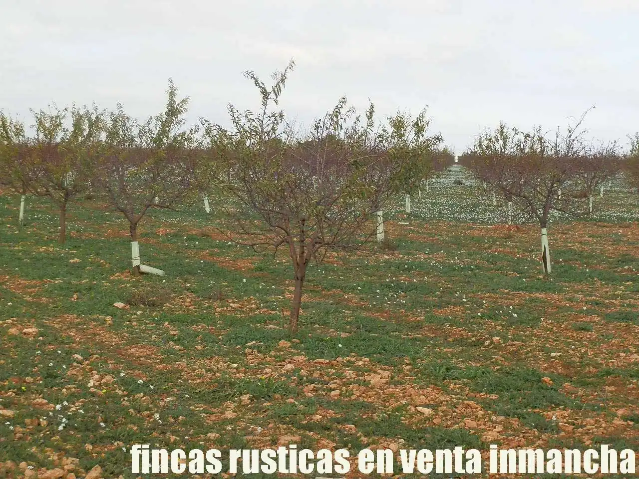 Terreno rústico en venta en Tomelloso, imagen 7