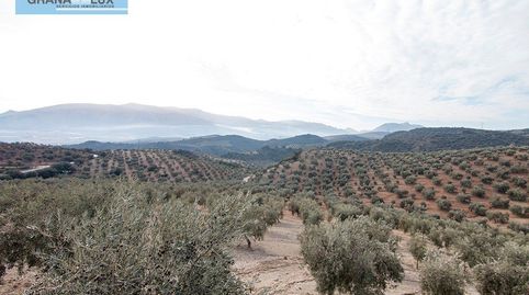 Magnifica finca 46 Hectáreas de la cual plantada de olivos, aproximadamente 43.