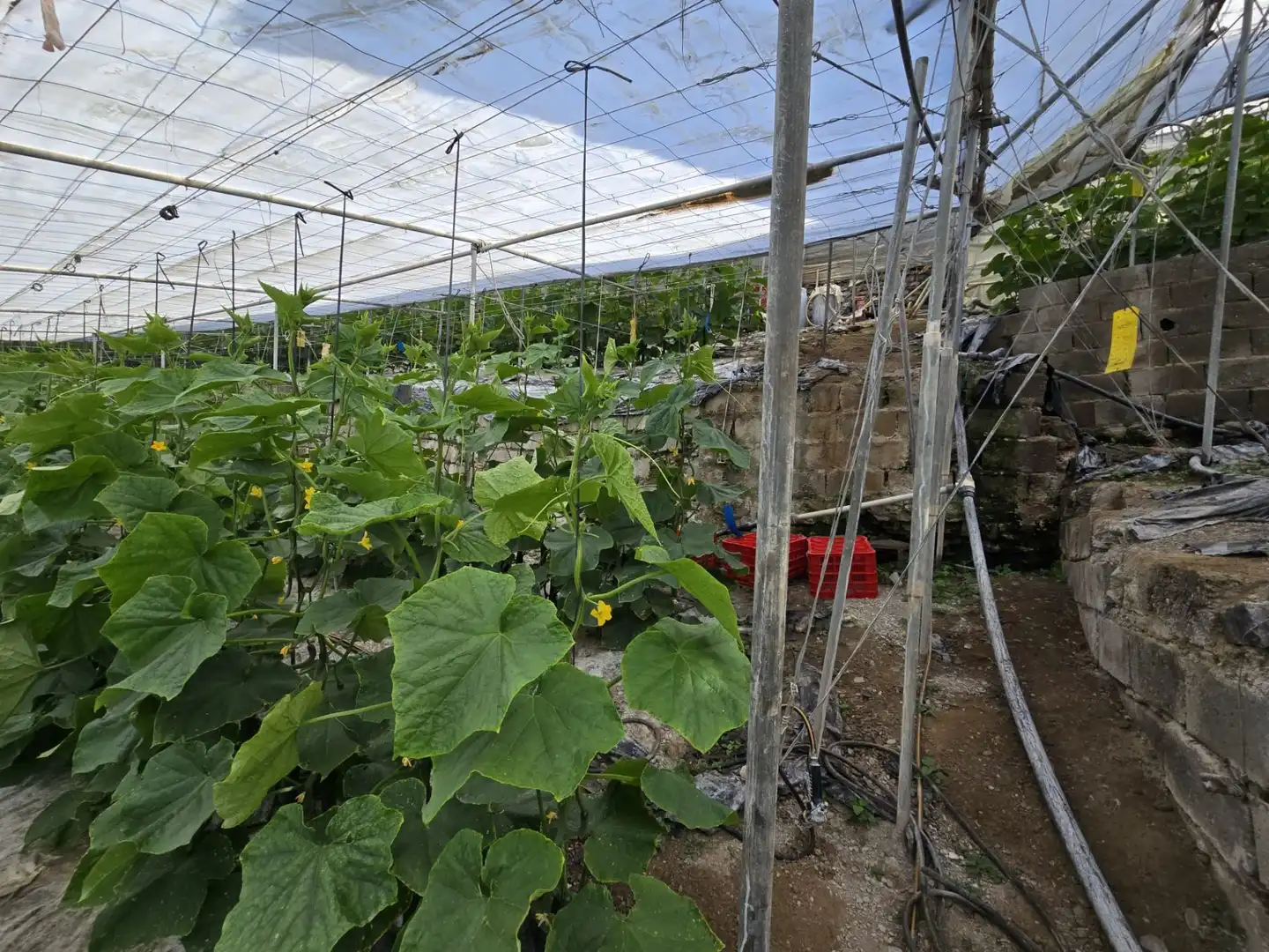Garten von Grundstücke zum Verkauf in Rubite