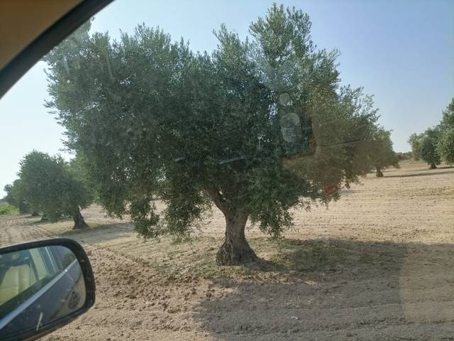 Terreno en Venta en Chueca