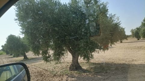 oferta de finca con olivos 