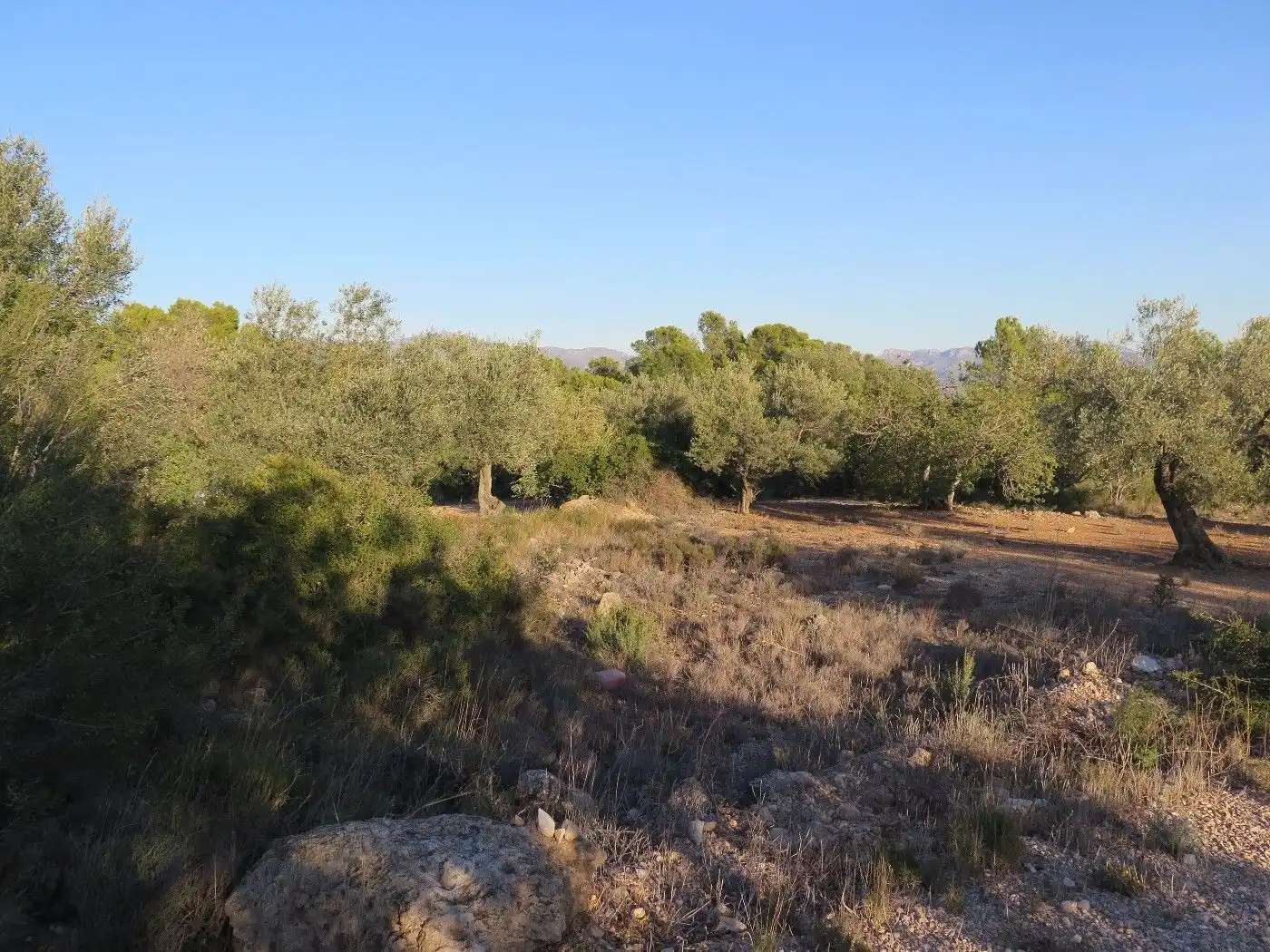 Terrain résidentiel à vendre à Xerta, imagen 16