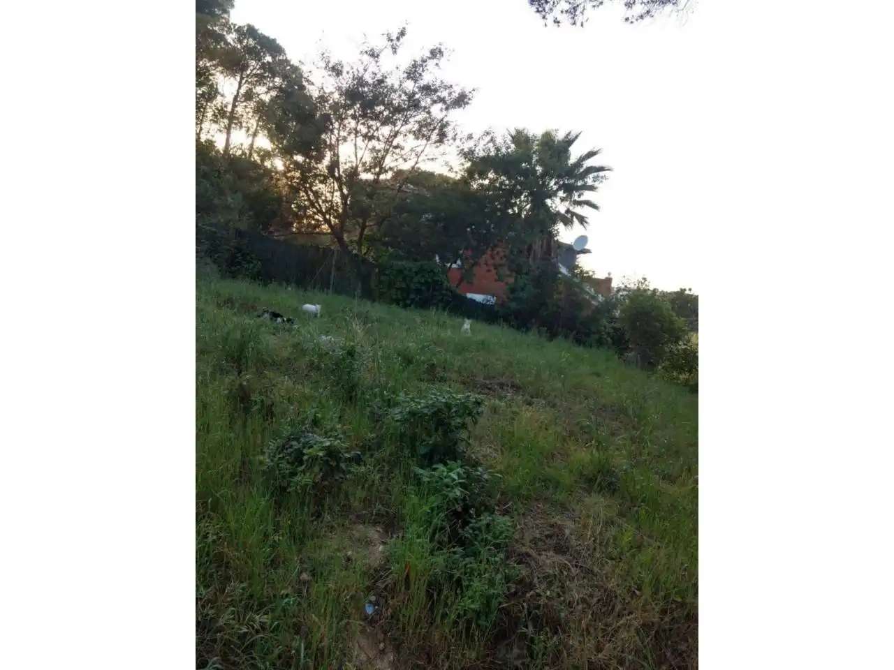 Terreno rústico en venta en Avenida Mil·lenni 22, imagen 11