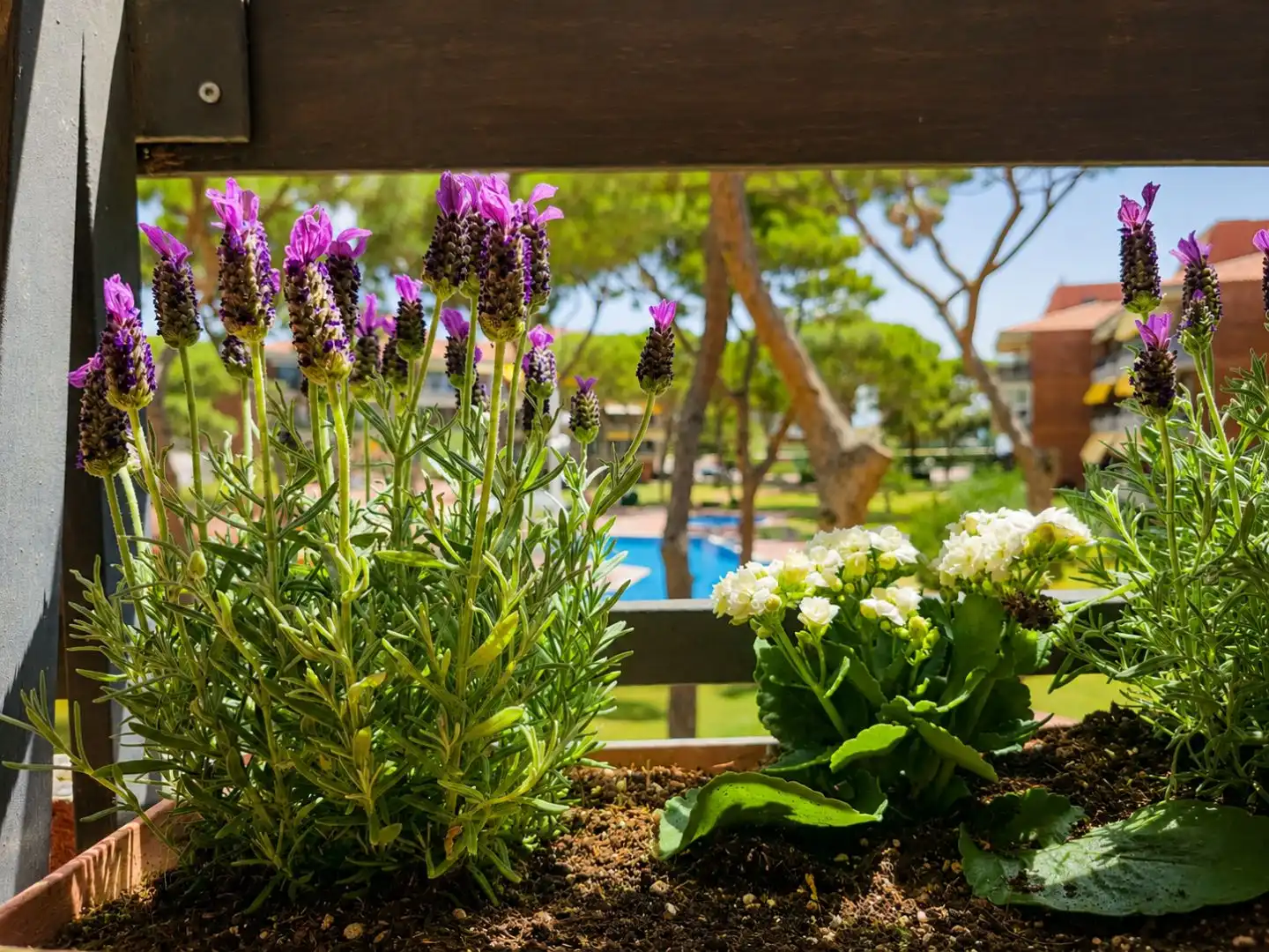Flat with pool for sale in Avinguda d'Europa 31, imagen 6